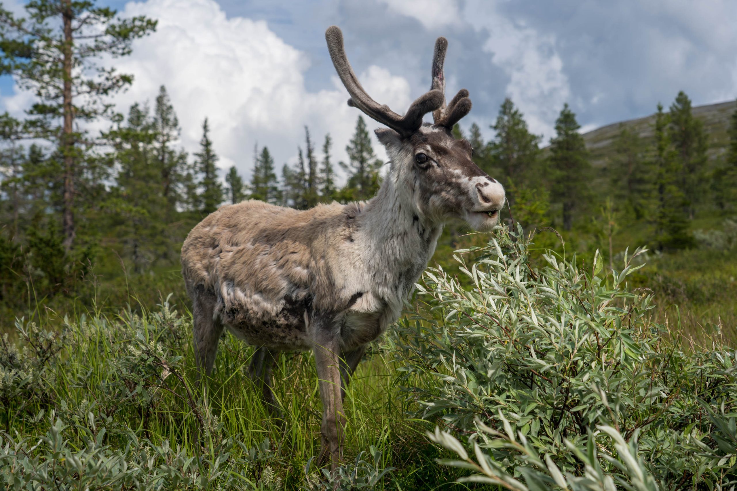 Huhkamäki – Retkipaku, reissut ja luonto
